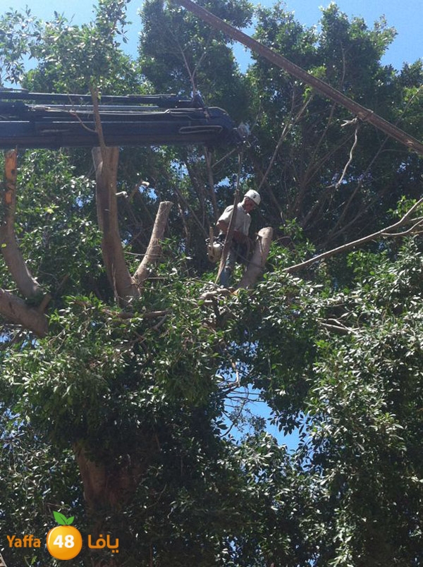 treesashjar523 (2).jpg